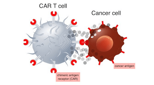 Car T-cells fight Cancer